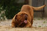 DOGUE DE BORDEAUX 340